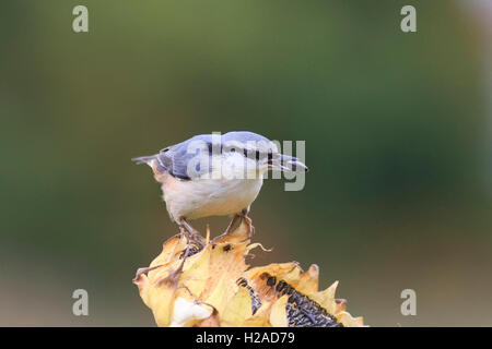 bird nuthatch sits on a sunflower eating seeds autumn wild stock black grey yellow Stock Photo
