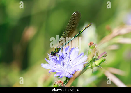 small black dragonfly sitting on a blue chicory flower Stock Photo