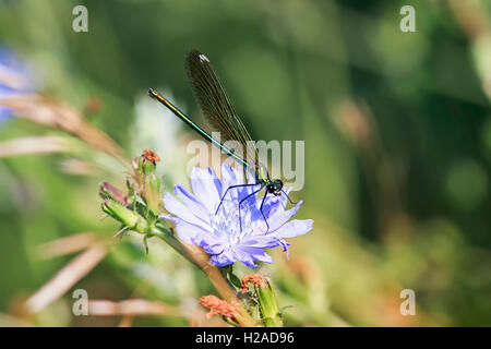 small black dragonfly sitting on a blue chicory flower Stock Photo