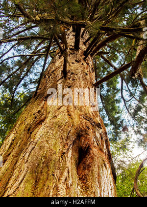 Huge redwood tree, part of the Tall Trees Trail at Blackwater in the New Forest, Hampshire. Stock Photo