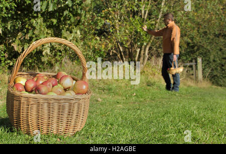 A man harvests apples from a mature hedgerow apple tree on a sunny, warm day in late September, England, UK Stock Photo
