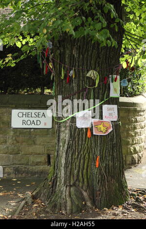 Mature elm, Chelsea Road, Sheffield. Earmarked for felling.Host to rare butterfly colony. Shortlisted for tree of the year 2016 Stock Photo