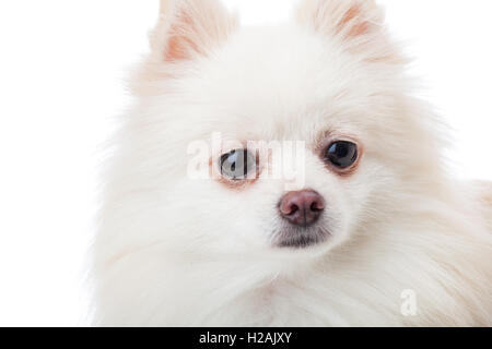 White pomeranian dog close up Stock Photo