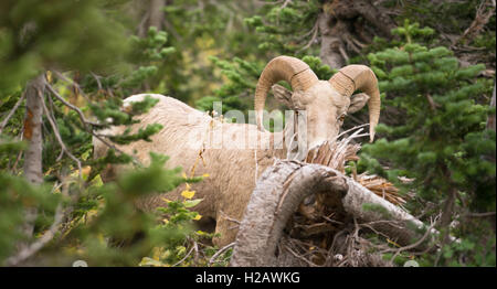 Healthy Male Ram Bighorn Sheep Wild Animal Montana Wildlife Stock Photo