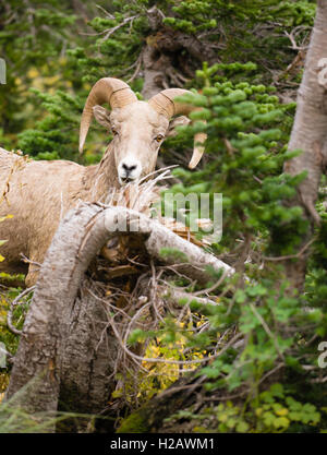 Healthy Male Ram Bighorn Sheep Wild Animal Montana Wildlife Stock Photo