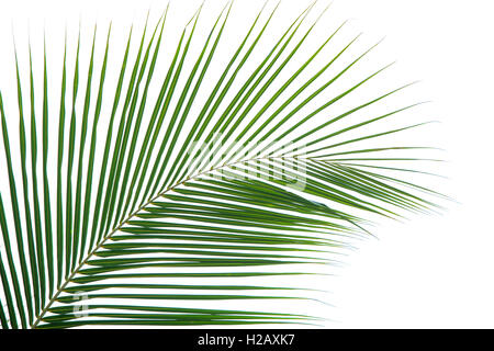 plam leaves isolated on the white Stock Photo