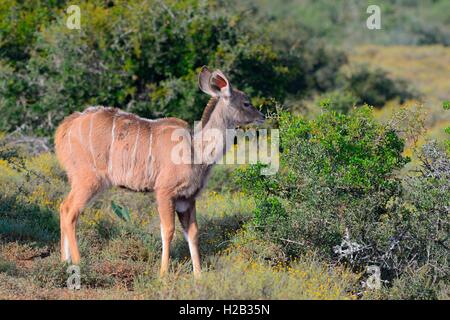 Greater kudu (Tragelaphus strepsiceros), young, standing in the meadow, Addo National Park, Eastern Cape, South Africa, Africa Stock Photo