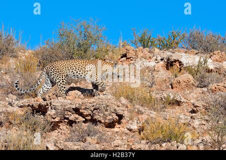 Leopard (Panthera pardus), walking on stony ground, Kgalagadi Transfrontier Park, Northern Cape, South Africa, Africa Stock Photo