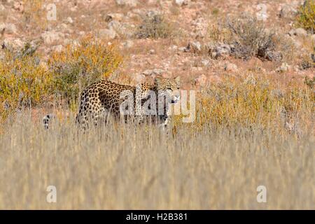 Leopard (Panthera pardus), walking in high grass, Kgalagadi Transfrontier Park, Northern Cape, South Africa, Africa Stock Photo