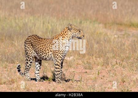 Leopard (Panthera pardus), standing, alert, Kgalagadi Transfrontier Park, Northern Cape, South Africa, Africa Stock Photo