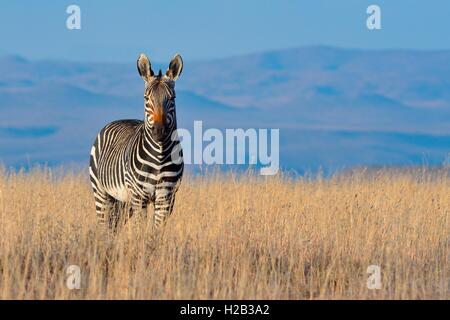 Cape Mountain Zebra (Equus zebra zebra), standing in the dry grass, Mountain Zebra National Park, Eastern Cape, South Africa, Africa Stock Photo