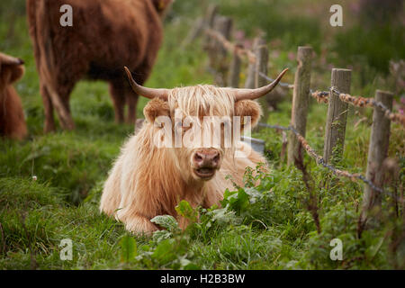 Highland cattle at Alverstone on the Isle of Wight