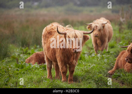 Highland cattle at Alverstone on the Isle of Wight Stock Photo