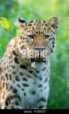 Far Eastern or Amur leopard (Panthera pardus orientalis), portrait, captive, Germany Stock Photo