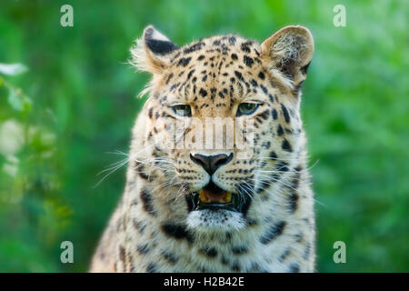 Far Eastern or Amur leopard (Panthera pardus orientalis), portrait, captive, Germany Stock Photo