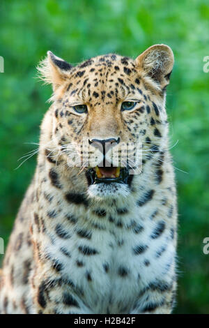 Far Eastern or Amur leopard (Panthera pardus orientalis), portrait, captive, Germany Stock Photo