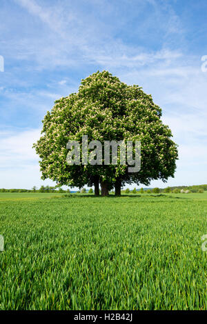 Horse-chestnut or conker tree (Aesculus hippocastanum) flowering, group of trees in grain field, Thuringia, Germany Stock Photo