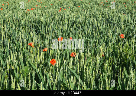 Field of common wheat (Triticum aestivum) with common poppies (Papaver rhoeas) in between, Heidelberg, Baden-Württemberg Stock Photo