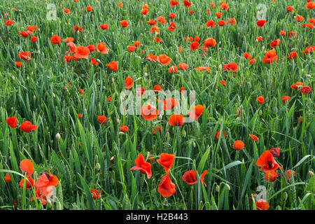 Common poppies (Papaver rhoeas) growing in between common wheat (Triticum aestivum), Heidelberg, Baden-Württemberg, Germany Stock Photo