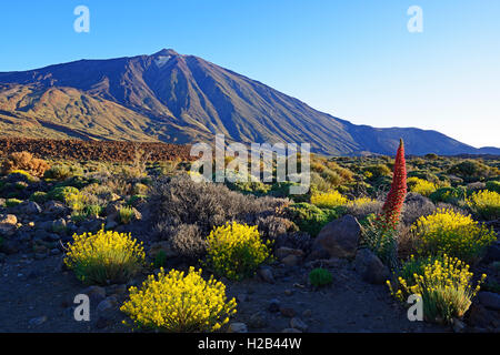 Roques de Garcia, Mount Teide, Las Canadas, sunrise, Tenerife bugloss (Echium wildpretii), red flowers, Teide National Park Stock Photo