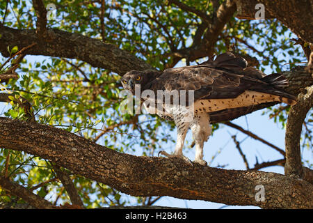 Martial eagle (Polemaetus bellicosus) camouflaged in tree, Serengeti National Park, Tanzania Stock Photo