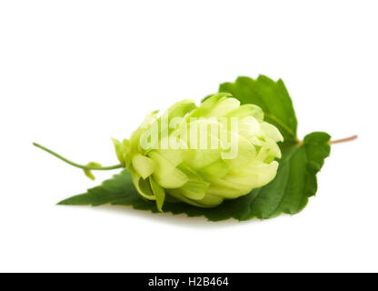 hop with leaf isolated on white Stock Photo