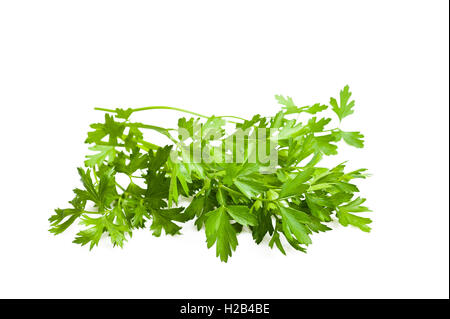 Parsley bunch  isolated on white Stock Photo