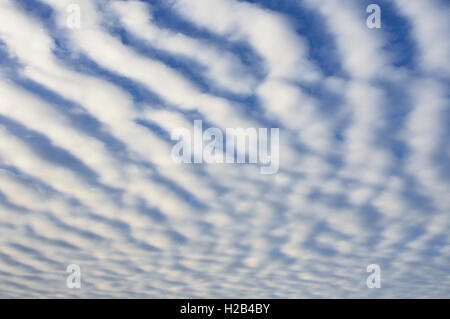 Stripy cloud formation, mackerel sky (Stratocumulus undulatus), Lower Saxony, Germany Stock Photo