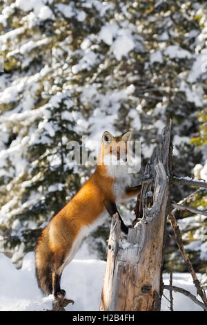 Red fox (Vulpes vulpes) in Algonquin Park in winter in Canada Stock ...