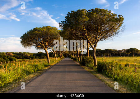 Alleyway with green pine trees, evening light, Albarese, Tuscany, Italy Stock Photo