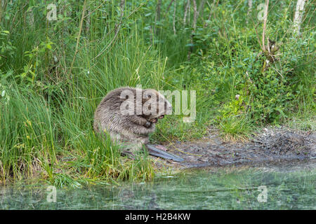 Beaver (Castor fiber) in water, Upper Austria, Austria Stock Photo
