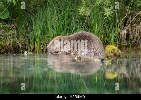Two beaver (Castor fiber) feeding on willow branches in water, Upper Austria, Austria Stock Photo
