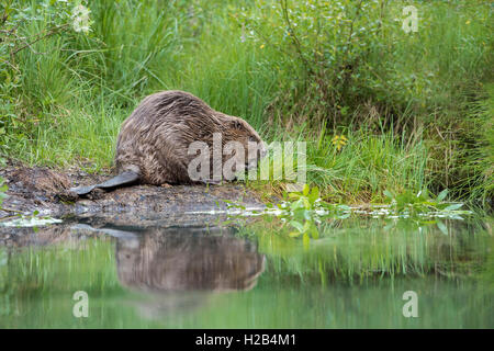 Beaver (Castor fiber) while feeding, Upper Austria, Austria Stock Photo