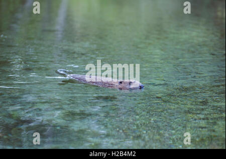 Beaver (Castor fiber) swimming in water, Upper Austria, Austria Stock Photo