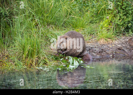 Beaver (Castor fiber) feeding on willow branches in water, Upper Austria, Austria Stock Photo