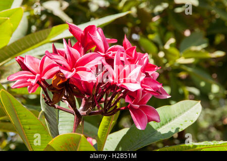 Red Plumeria on the plumeria tree, frangipani tropical flowers. Plumeria acuminata Aiton or West Indian Red Jasmine. Stock Photo