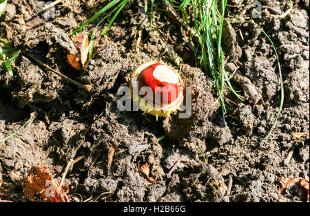 A conker the fruit or seed of a horse-chestnut or conker tree (Aesculus hippocastanum) Stock Photo