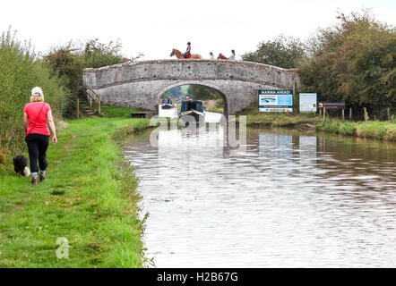 A woman walking her dog on the Shropshire Union Canal at Audlem at bridge 80 with horses and riders crossing and a narrow boat Stock Photo