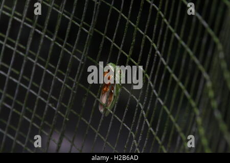 sleeping red eye tree frog Stock Photo
