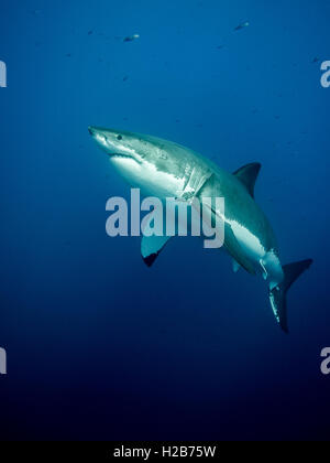 Huge great white shark in the big blue Stock Photo