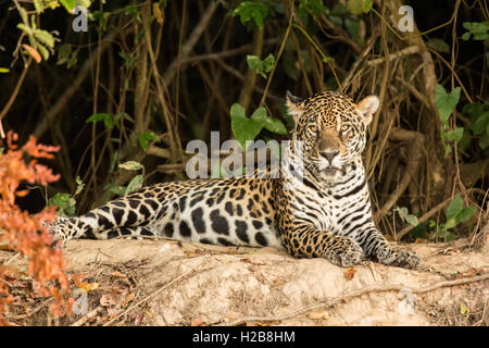 Jaguar resting in the shade along the Cuiabá riverbank, in the Pantanal region, Mato Grosso, of Brazil Stock Photo