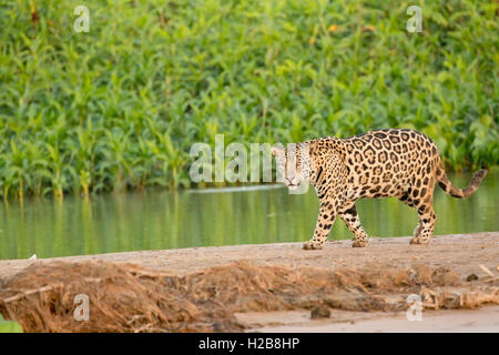 Female jaguar hunting for a caiman in the Pantanal region, Mato Grosso, Brazil, South America Stock Photo