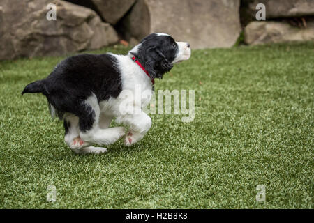 Two month old Springer Spaniel puppy, Tre, running and frolicking on the artificial turf in his yard Stock Photo