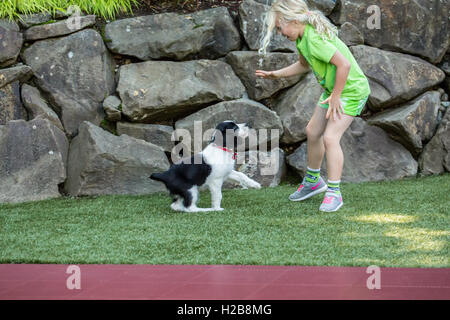 two month old Springer Spaniel puppy, Tre, in Issaquah, Washington, USA Stock Photo