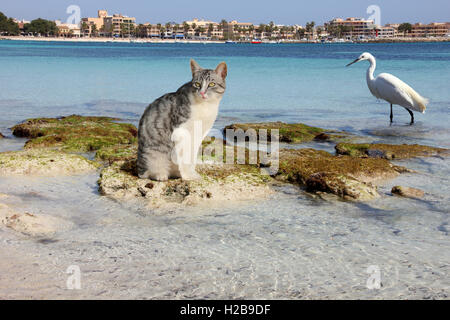 domestic cat, silver tabby white, sitting on a stone in the sea, a white heron is walking in the water, Mallorca Stock Photo