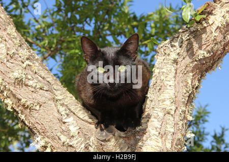 domestic cat, black, sitting on a tree branch Stock Photo