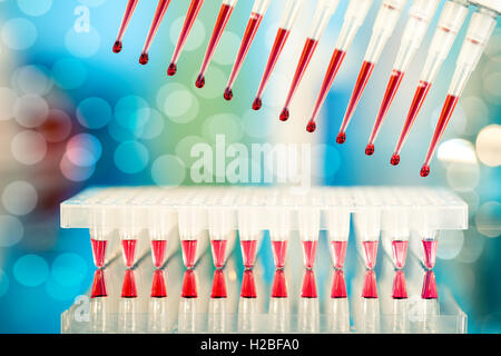 Multichannel pipette tips filled in with reaction mixture to amp Stock Photo