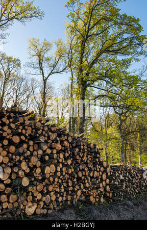 Stacked logs in the forest of Bogis-Bossey, Vaud, Switzerland Stock Photo