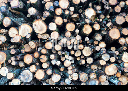 Stacked logs in the forest of Bogis-Bossey, Vaud, Switzerland Stock Photo