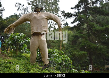 Scarecrow in a vegetable patch in a mountain in Antigua, Guatemala Stock Photo